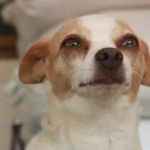 Votre chien pleure quand vous partez ? Voici comment l’aider à mieux vivre vos absences