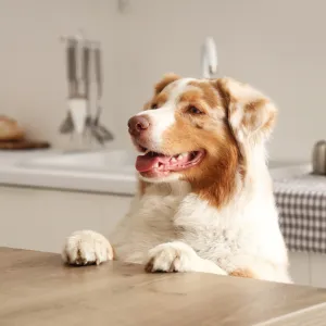 Votre chien saute sur la table ? Voici comment stopper ce comportement