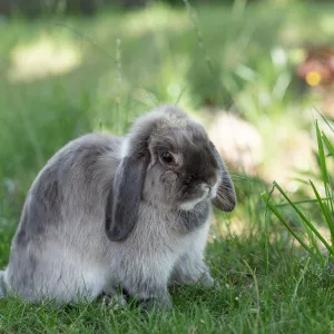 Votre lapin gratte ou tape du pied ? Voici ce qu’il essaie de vous dire