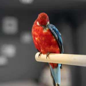 Votre oiseau s’arrache les plumes ? Voici comment agir avant que ça s’aggrave