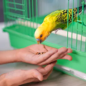Votre perruche refuse de sortir de sa cage ? Voici comment la mettre en confiance