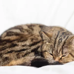 Votre chat tremble en dormant ? Voici pourquoi ce n’est pas toujours inquiétant