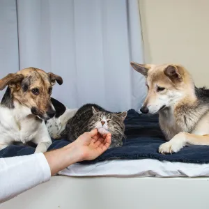 Votre chien est-il jaloux de votre bébé, de votre chat ou de votre conjoint ? Voici ce qu’il faut savoir