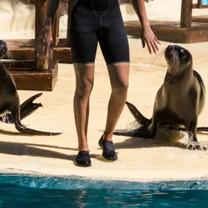 Pourquoi Pairi Daiza a dû fermer en urgence une partie de son parc au public ? Le mâle voulait, mais la femelle non