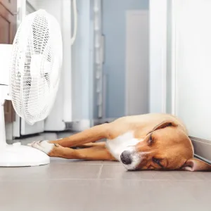 Demain, il fera jusqu’à 35°C : les dangers pour vos animaux et les gestes qui sauvent