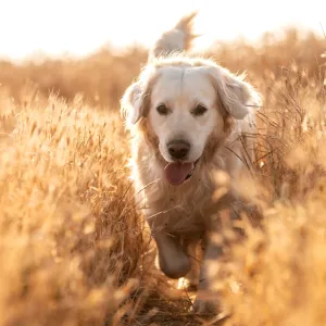 Épillets : ces herbes qui mettent en danger la vie de votre chien