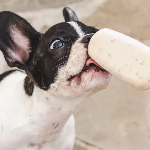 Chaleur : voici 3 recettes de glace faciles à préparer pour rafraîchir votre chien