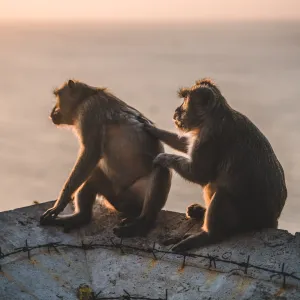 Pourquoi certains animaux adoptent-ils des comportements altruistes ?