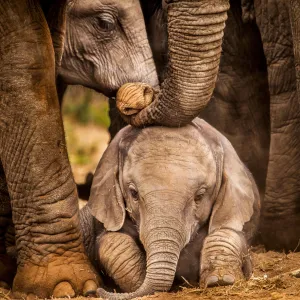 Émotion garantie : découvrez les images bouleversantes de la naissance d’un éléphanteau à Pairi Daiza !
