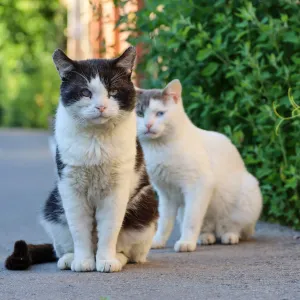 Malgré une obligation légale depuis 2012, seuls 50% des propriétaires de chats sont dans les clous