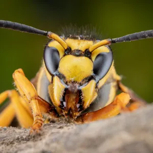 Il fabrique un piège à moins de 2€… et tue 6 400 frelons asiatiques ! Les abeilles lui disent merci !