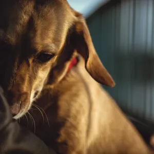 Elle sauve un chien sur le point de tomber d’un pont : séquence impressionnante (vidéo)