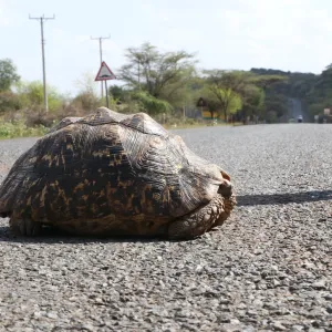 Une tortue provoque le crash d’un avion : bilan deux morts et un blessé grave