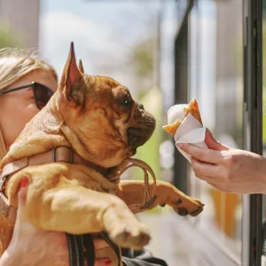 Incroyable : des glaces goût poulet rôti pour votre chien et validées par un vétérinaire