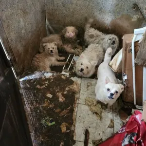 Découverte choc à New York : plus de 100 chiens survivant dans l’horreur aux côtés du cadavre de leur maîtresse !