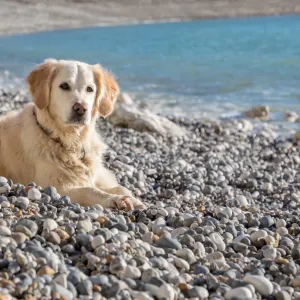 Cyanobactéries dans le Tarn : déjà six chiens morts, pourquoi la vigilance est renforcée cet été