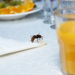 Comment éloigner naturellement les guêpes de votre table avec un ingrédient simple et efficace