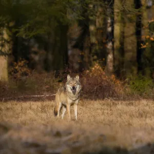 Macron veut faciliter l’abattage des loups pour protéger les éleveurs : vers une nouvelle loi ?
