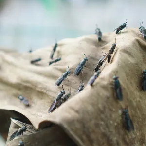 Voici pourquoi les États-Unis vont larguer des milliards de mouches au Mexique pour sauver leur bétail