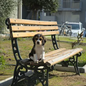 Paris : Louna, abandonnée deux jours après son adoption, relance l’alerte sur les adoptions irresponsables