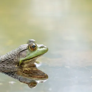 Trois espèces de grenouilles inédites révélées dans les mystérieuses montagnes du nord du Pérou