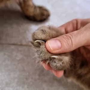 Griffes de chat : tout ce qu’il faut savoir pour bien en prendre soin !