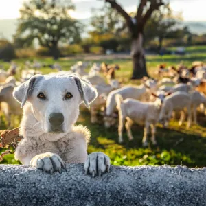 Des gènes expliquent le talent unique des chiens de berger pour guider les troupeaux