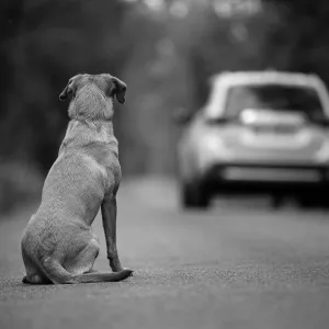 Pourquoi 200 000 animaux sont abandonnés chaque année en France ? Le gouvernement lance #StopAbandon pour agir