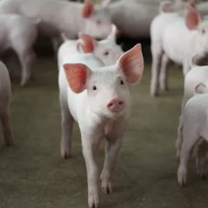 Dans les coulisses de la ferme secrète où des cochons « humanisés » révolutionnent la médecine