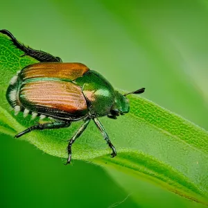 Alerte au scarabée japonais : une nouvelle menace pour les plantes détectée en France