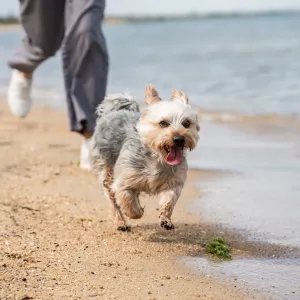 Chiens sur la plage : liberté ou risque pour la santé ?