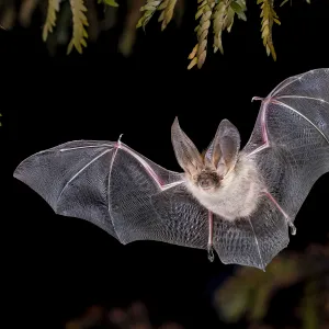 Chauves-souris : mythes, vérités et secrets fascinants sur ces alliées insoupçonnées