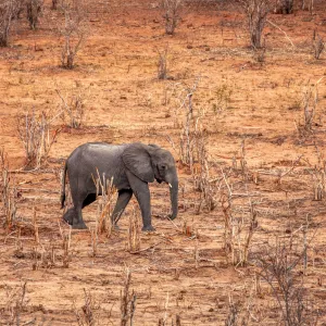 Comment certains animaux surmontent les records de chaleur face au changement climatique