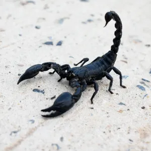 Ces petites bêtes de Corse : araignées, scorpions, scolopendres... pourquoi il ne faut pas en avoir peur