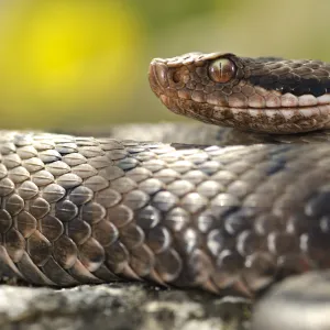 Attention à la vipère aspic : le serpent le plus dangereux que vous risquez de croiser dans votre jardin cet été