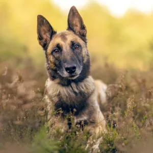 Bergers malinois : pourquoi finissent-ils si souvent à la SPA malgré leur popularité ?