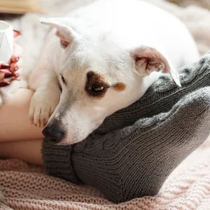 Pourquoi mon chien préfère dormir à mes pieds plutôt que dans son panier ?