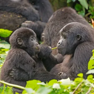 Domination chez les primates : les mâles loin d’être systématiquement en position de force