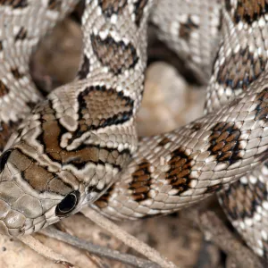 3 vérités surprenantes sur les serpents : ils ne sont ni froids, ni visqueux, ni piqueurs !