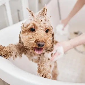 8 erreurs à éviter absolument quand vous donnez le bain à votre chien