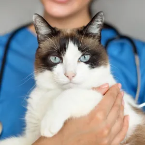7 astuces efficaces pour protéger votre chat du cancer et le garder en bonne santé plus longtemps