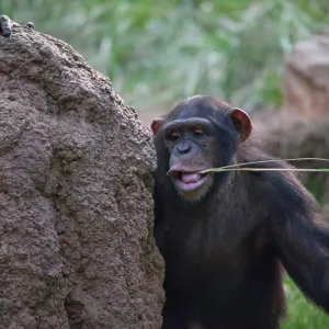 Des brindilles dans les oreilles : la surprenante mode lancée par les chimpanzés en Zambie
