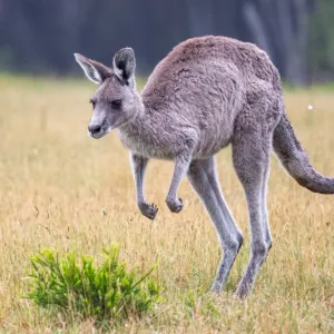 Pourquoi les kangourous préfèrent-ils bondir ? Les secrets surprenants de leur incroyable façon de se déplacer