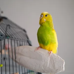 Os de seiche pour oiseaux : les bienfaits insoupçonnés pour leur santé et leur bien-être