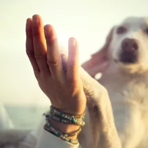 Ces astuces vont révolutionner la façon dont votre chien vous écoute au quotidien
