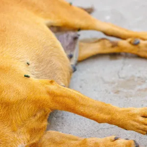 Charnier de chiens dans le Doubs : une récidiviste de la maltraitance animale de nouveau mise en cause