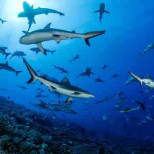 10 requins surprenants qui nagent près des plages françaises