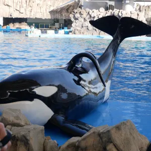 Marineland accusé : polémique sur le prélèvement et la vente du sperme de leur orque Keijo