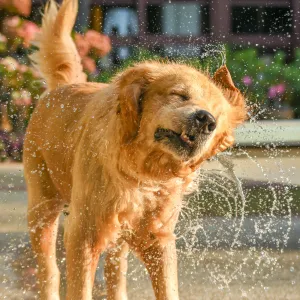 Pourquoi les chiens se secouent-ils même sans être mouillés ? On a enfin une explication