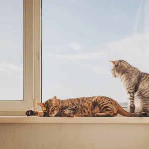 Votre chat passe-t-il des heures à la fenêtre ? Découvrez ce que ce comportement révèle sur ses instincts et son bonheur